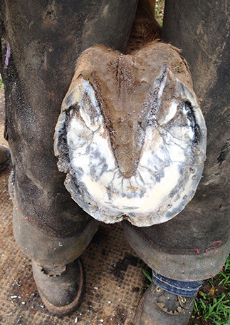 Horse Hoof with White Line Disease