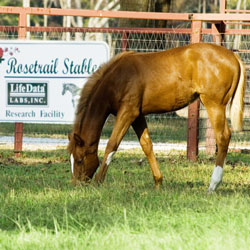 Rosetrail Stables